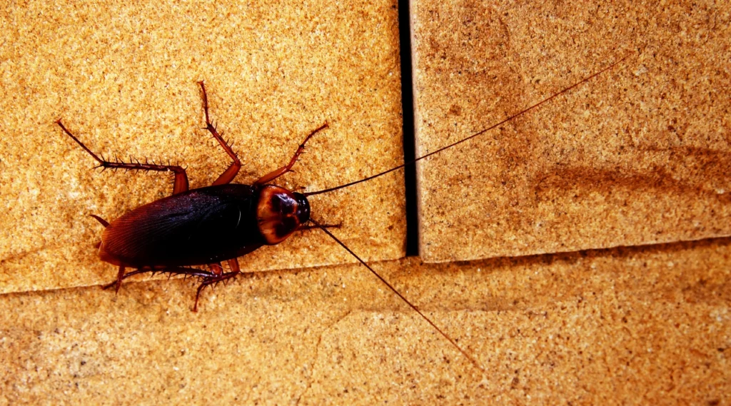 Cockroach